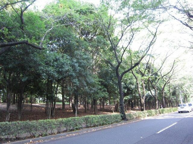 東京都立　光が丘公園まで499m