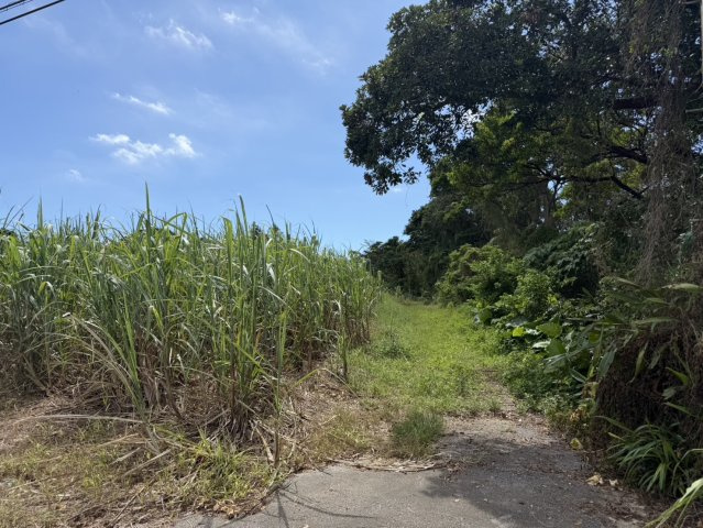【事業用地】宜野座村惣慶土地の外観