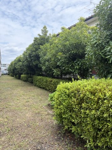 メゾン繁之丞の庭|バルコニーの先には植栽があります
