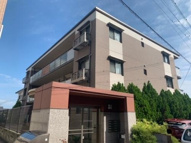 ステラリーバの画像