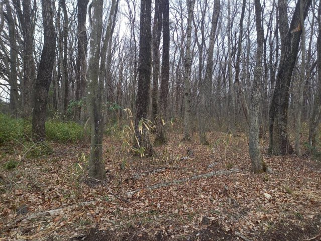 那須町高久甲土地の外観|現状は樹木が茂っております