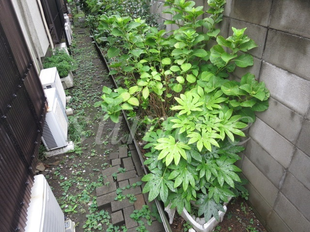 コーポ豊田のその他|植栽です☆