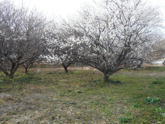 宇都宮市白沢町683