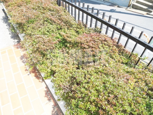 本蓮沼ビューハイツのその他|植栽です☆