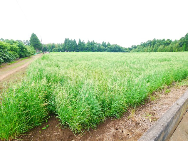 八街市沖　中古戸建の展望|南側は畑で建物がなく静かな環境  L型システムキッチンIH  2台（車種制限あり）