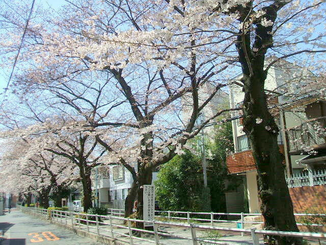 ヴェールメゾンのその他|桜並木道、至近