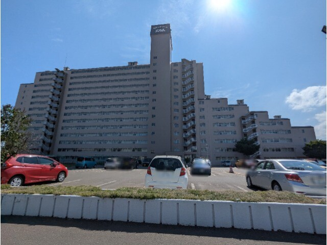エバーグリーンエルム