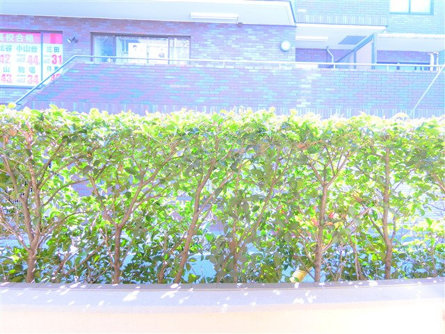 ラインハウス池上の展望|1階ですが植栽があり目線を遮ります。