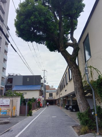 ティアラ岡本の周辺