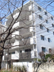 Ｎｏｒｄ ｍａｇｎｏｌｉａの画像