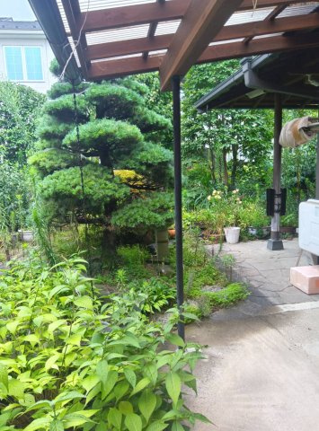 小山市犬塚1丁目中古住宅の庭