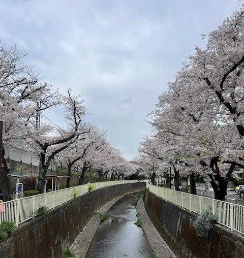桜並木まで600m
