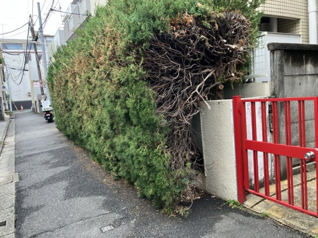 代官山テラスの庭