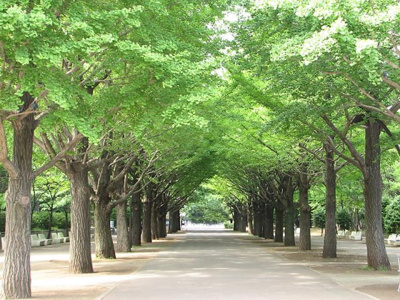 【周辺】 | 板橋区赤塚6丁目　新築戸建　1号棟 9999万円 | 都立光が丘公園