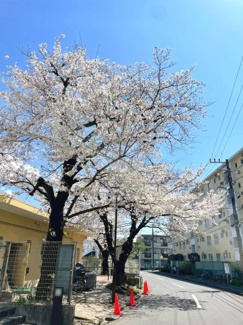 【周辺】 | 東本郷第2団地3号棟 | 棟の前の管理等入口に咲く桜の花々