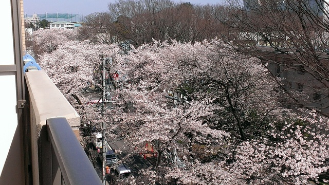 ＳＡＫＵＲＡ　ＡＶＥＮＵＥの展望|バルコニーからの景色。春には桜が見れます。