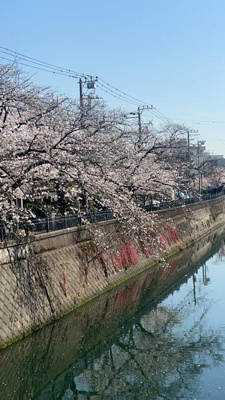  | 大岡川の桜まで1,000m 