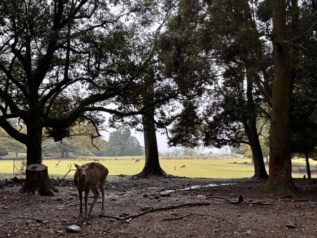 奈良公園南 古都に凛と佇む、男前町家の周辺|奈良公園などの観光地からも行きやすい立地