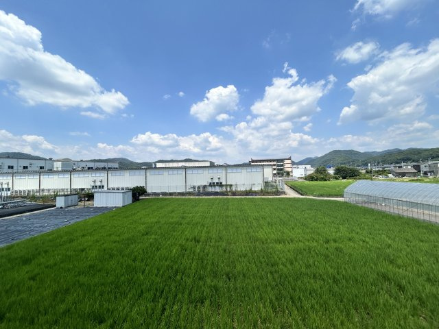 こすもすの展望