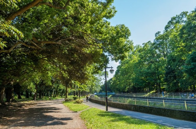 【周辺】 | 杉並区成田東3丁目　新築戸建　Ａ号棟 10880万円 | 善福寺川緑地公園