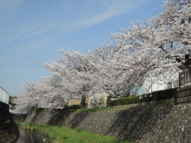 川崎市多摩区登戸マンション（仮）の周辺|二ヶ領用水の桜まで100m