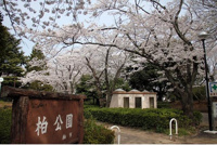 柏公園まで600m
