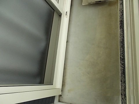 レオネクストペレグリンのその他