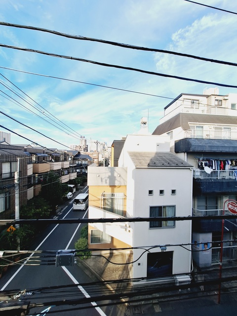 フクジュソウの展望