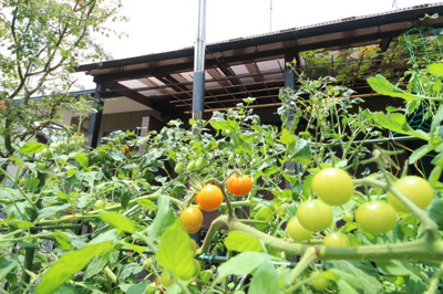 【庭】 | 大津市荒川387-12　琵琶湖に面する戸建 | 庭の植物