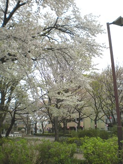 ＫＳ桜川