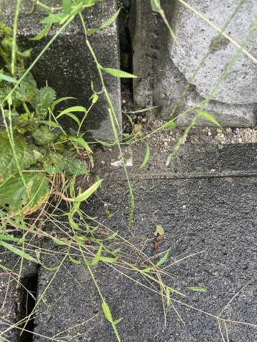 築山新町　中古戸建のその他