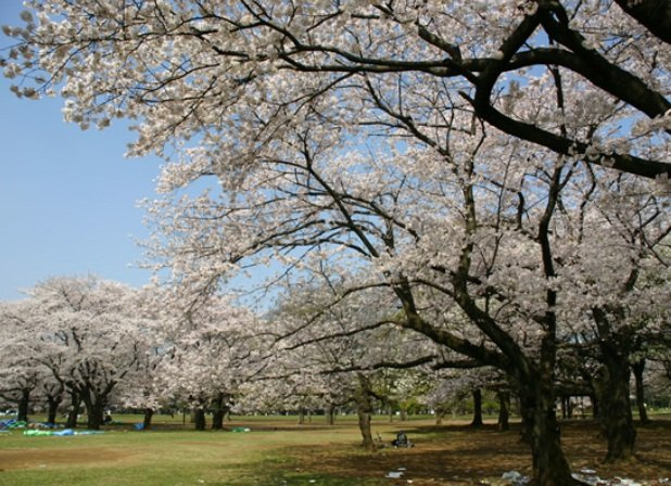 ボヌール代々木の周辺|代々木公園