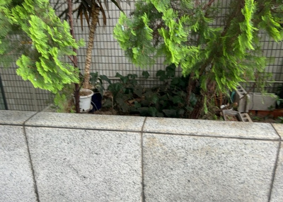 【中庭】 | メゾン元横山 | 中庭（パティオ）とは、一つの建築物の内部に設けられた、壁などで囲われている庭のことを指します。コの字型、ロの字型が主流ですが、L字型の中庭もあります。最近では、インテリア性の高さからも人気があります。
