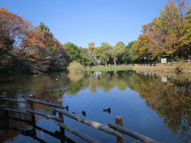 サンハイツのその他|菊名池公園