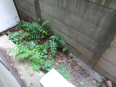 【庭】 | ハイツ永嶋