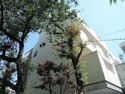 大泉マンションの画像
