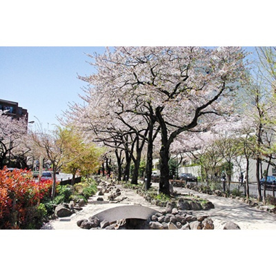 【周辺】 | サルーテ白山 | 公園「播磨坂さくら並木まで1172ｍ」