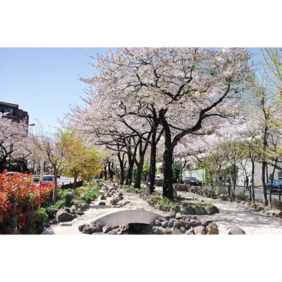 サルーテ白山の周辺|公園「播磨坂さくら並木まで1172ｍ」
