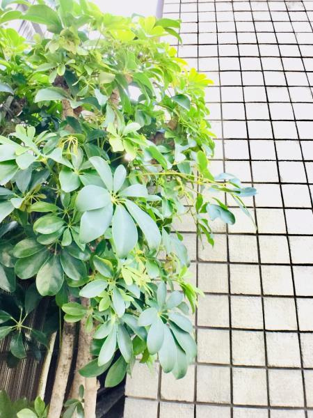 Ｋ－ＨＯＵＳＥ　ＭＩＮＯＷＡのその他