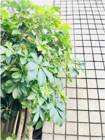 Ｋ－ＨＯＵＳＥ　ＭＩＮＯＷＡ(ケイハウスミノワ)のその他共用部分