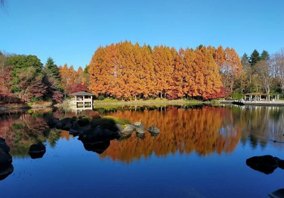 【周辺】 | メゾンド・カルム | 中央公園まで700m