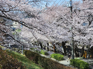 【周辺】 | 多摩市桜ヶ丘１丁目売地　ロケ地やイメージ地としても注目を集める住宅地 | 霞ヶ関保全緑地まで徒歩１分