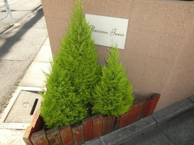 プレシャス　ジュノーのその他