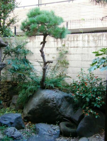 WOODEN BELLの庭|お庭です