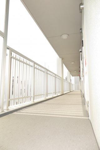 クリプトメリアニホンバシのその他