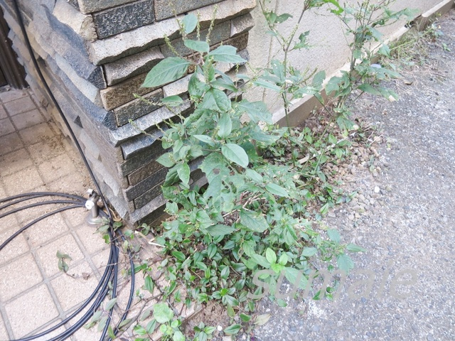 サンコーポⅡのその他|植栽です☆