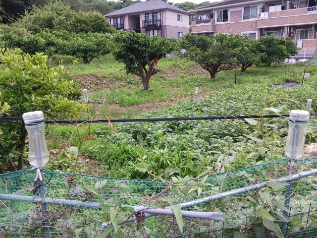 公図⑤から