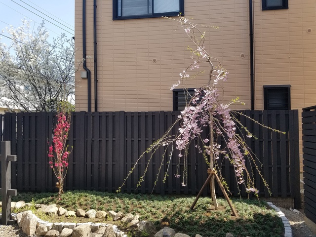 鵠楼のその他|春には桜が咲きます。