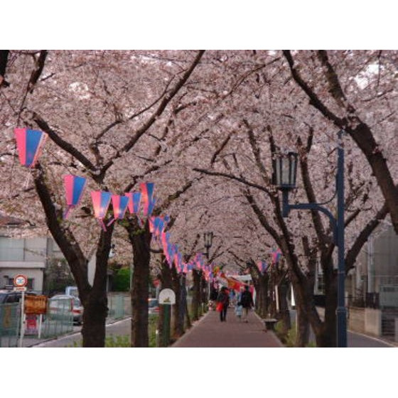 パーシモン・アビデの周辺|公園「花と緑の散歩道まで1159ｍ」