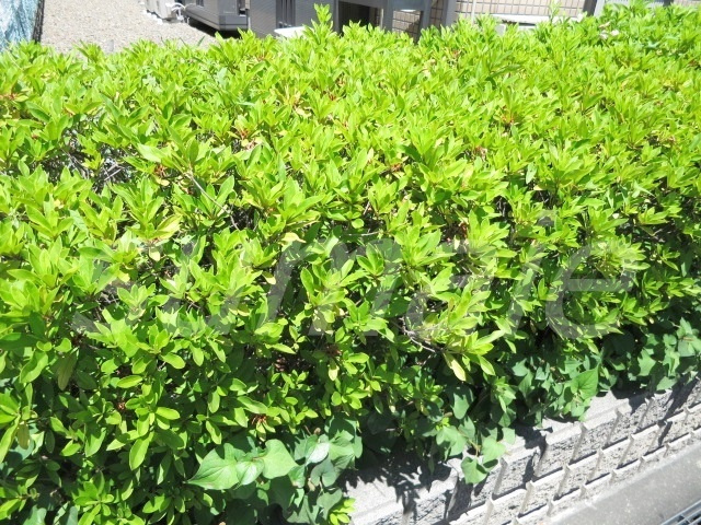 LUANAのその他|緑があって癒されますね♪